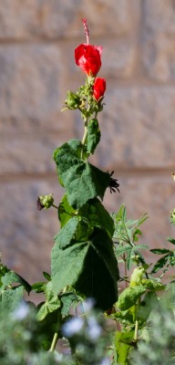 Red Salvia small.jpg