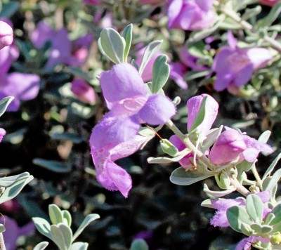 Silver Sage small.jpg