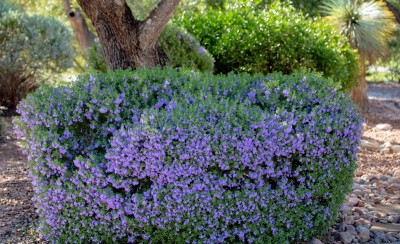 Purple Sage small.jpg