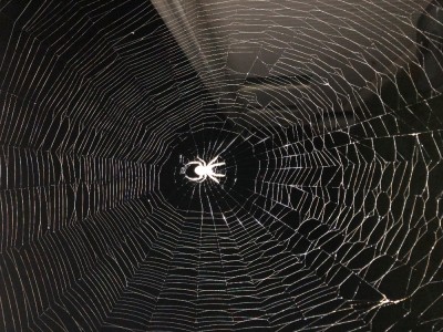 Shannon' Spider .jpg