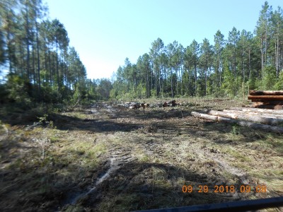 looking back toward the road from the logging deck