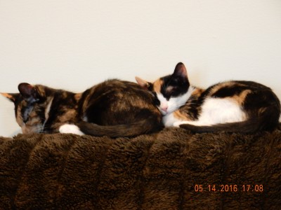 lillie and kimmie resting up.JPG