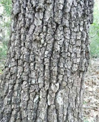 Tree Bark Plus.jpg