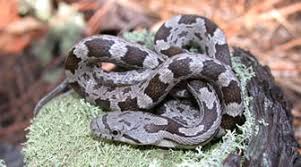 snake.jpg