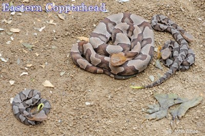 Eastern Copperhead.jpg