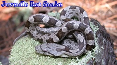juvenile rat snak.jpg