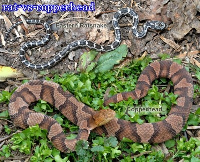 rat-vs-copperhead.jpg