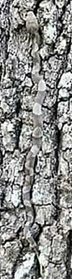 Tree%20Bark%20Plus.jpg