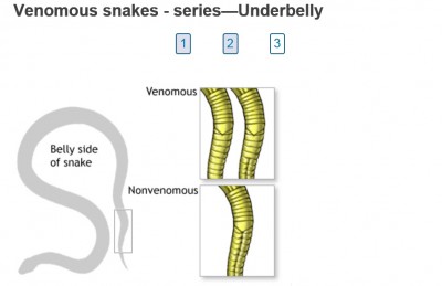 Snake Annal Plates.jpg