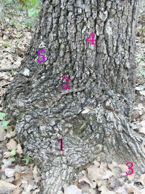 Copperheads on oak.jpg