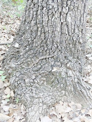 Copperheads%20on%20oakb.jpg