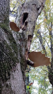 20181026_170531.jpg
