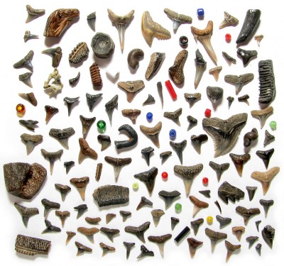 Brownies Beach Finds.jpg