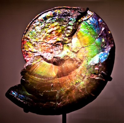 Iridescent_Ammonite_Fossil (2).jpg
