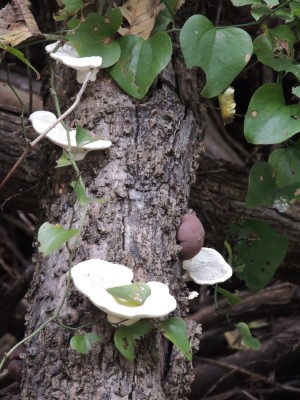 DSCN5053.JPG