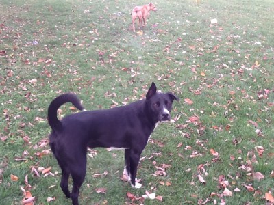 IMG_0013.jpeg