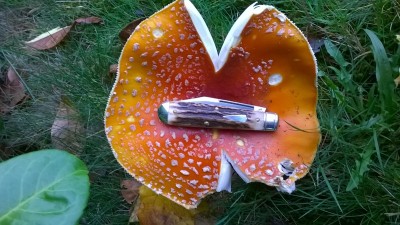 WP_20181101_033.jpg