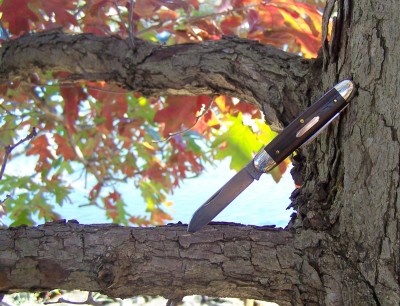 Tidioute up a tree.JPG
