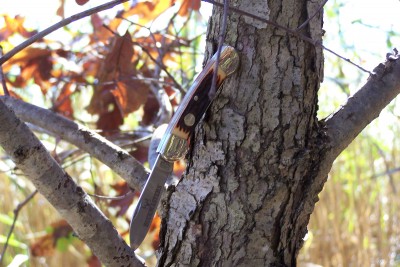 Camillus up a tree.JPG