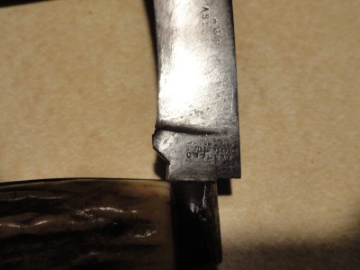 4 more hawkjbills 002.JPG
