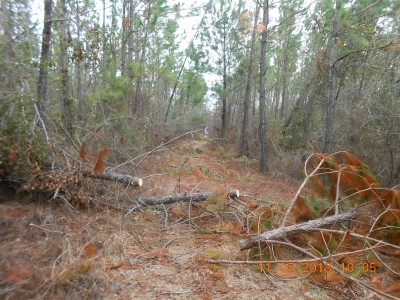 Cut into manageable pieces to move with front end loader.