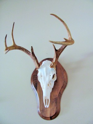 IMG_3059 (3).JPG