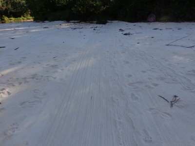 Beaver drag marks in sand