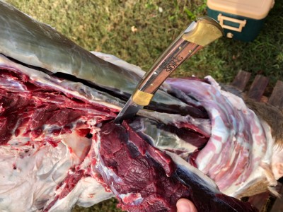 Deboning doe with Buck 110 mfg 1988 on 10-25-18.jpg