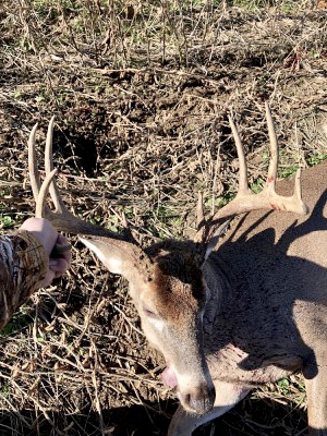 Big Buck upright .jpg