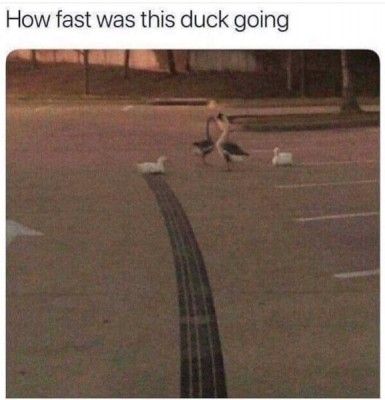 Fast-duck.jpeg