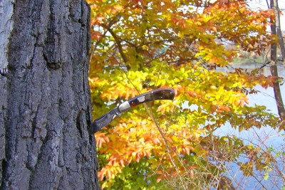 Bulldog Saddlehorn up a tree.JPG