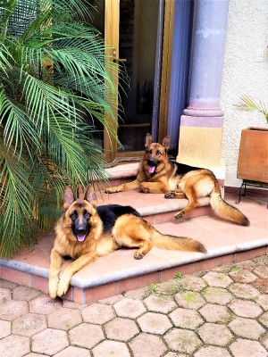 Dogs.jpg