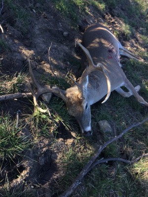 Mark's Buck