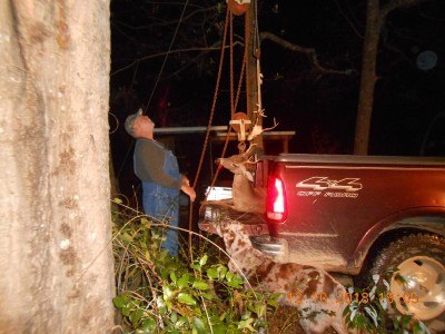 Stringing him up in the old oak tree.