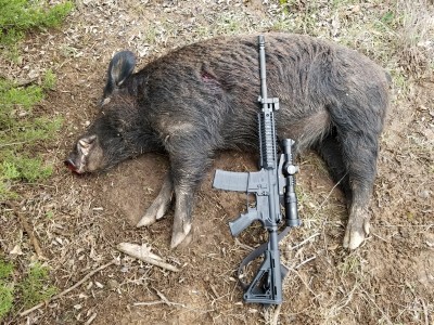 Mike's Hog #5