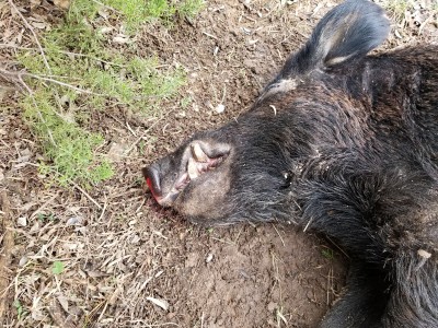 Hog #5 chompers