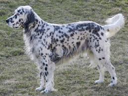 ENGLISH SETTER.jpg