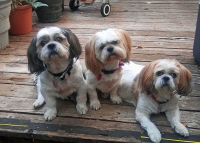 Gus on the left, Sami in the center and Josi on the right