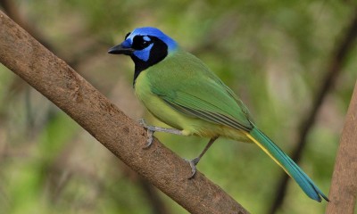 Green Jay.jpg