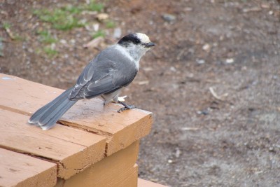 DSC08545.JPG