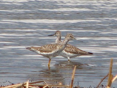 Yellow Legs.JPG