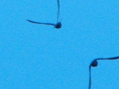 009_9.JPG