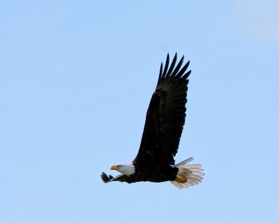 Llano Eagle Photo by Mark .jpg