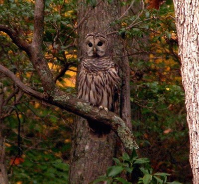 Barred Owl.jpg