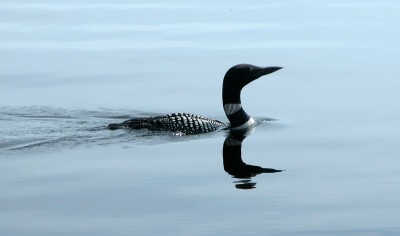 Loon DSCN3284A.jpg
