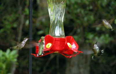 Hummingbirds at Feeder DSCN1711A.jpg