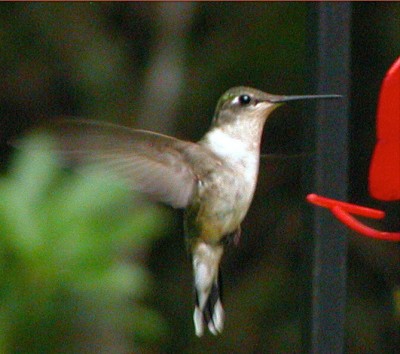 In Flight DSCN1712A.jpg