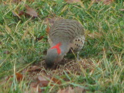 IMG_6796.JPG
