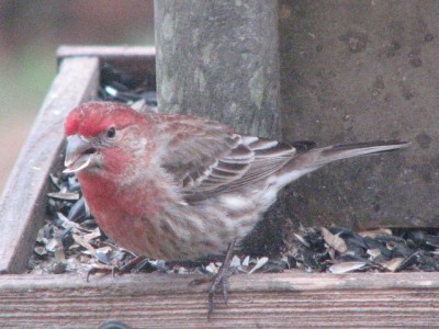 IMG_6833.JPG