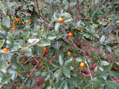 Kumquat tree